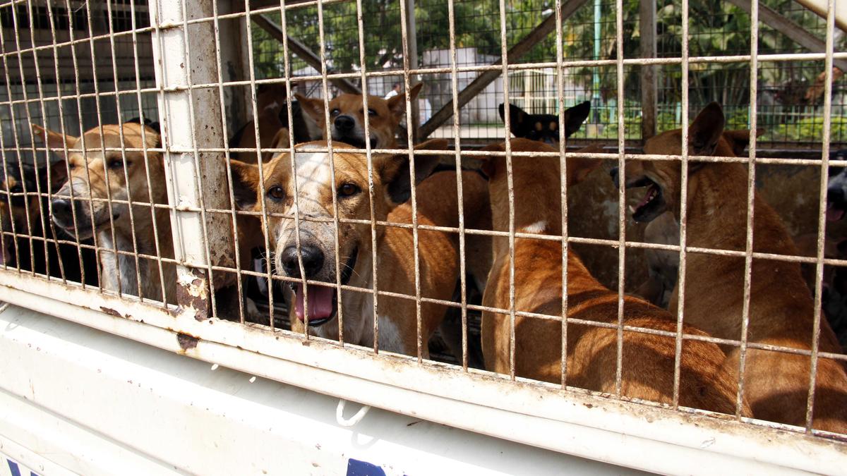 Orissa HC orders relocation of all stray dogs from campus of National Law University