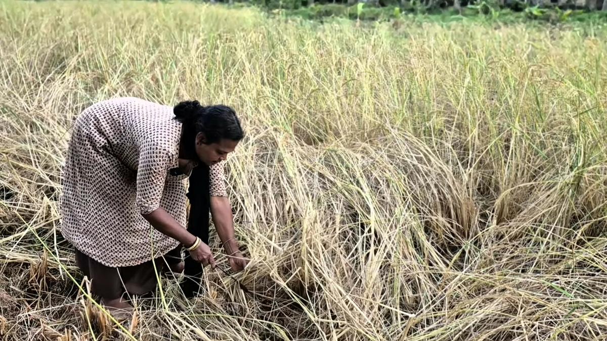 Vinodini R. at her rice farm.