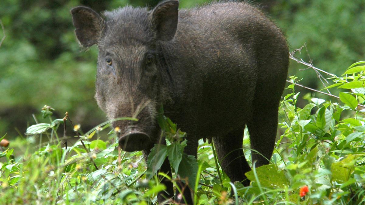 Wild boars colonised in urban areas of Coimbatore district cause concern