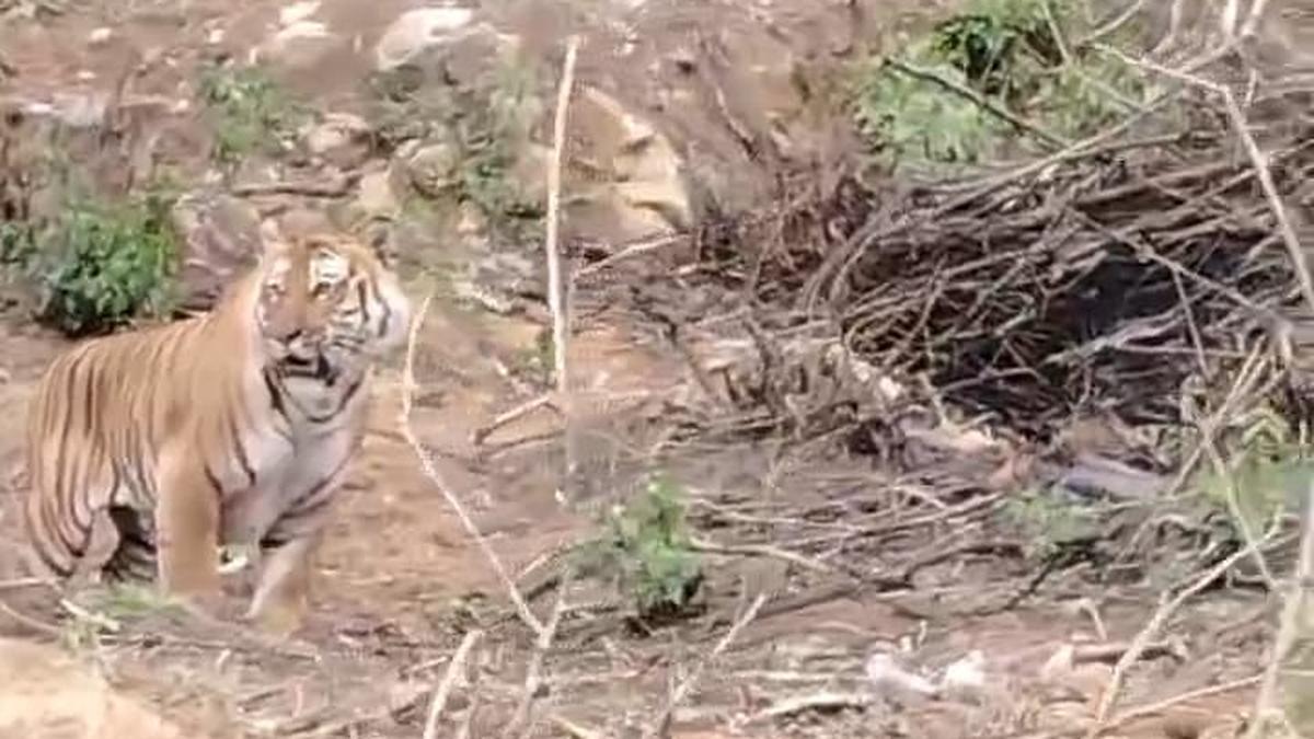 Tiger spotted near tourist location close to Udhagamandalam town