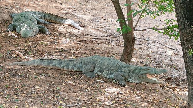 Madras HC dismisses case against transferring 1,000 crocodiles from Chennai to Gujarat