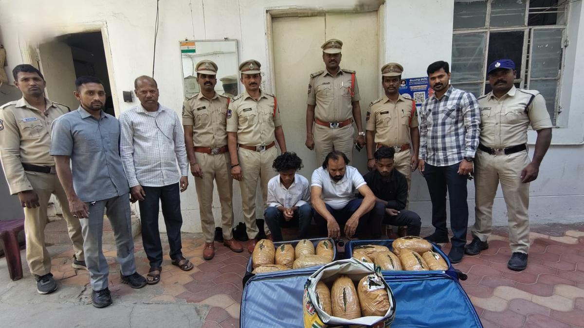 31 kg ganja seized, three peddlers held