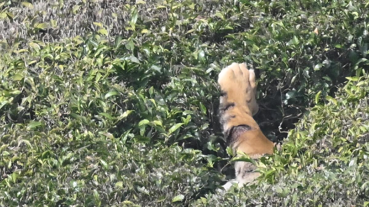 Forest department monitoring injured tiger in Udhagamandalam