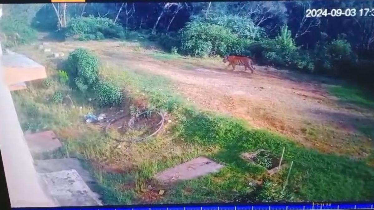 Farmers told to stay indoors at night after tiger spotted in Kodaikanal