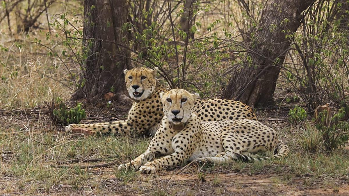 Cheetahs’ second home in India, Gandhi Sagar Wildlife Sanctuary, almost ready: officials