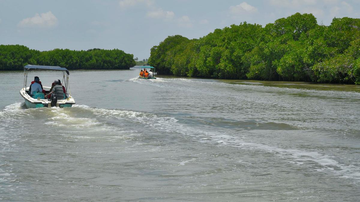 T.N.’s mangrove cover grows to 9,039 ha in 2024, has significant carbon stock: report