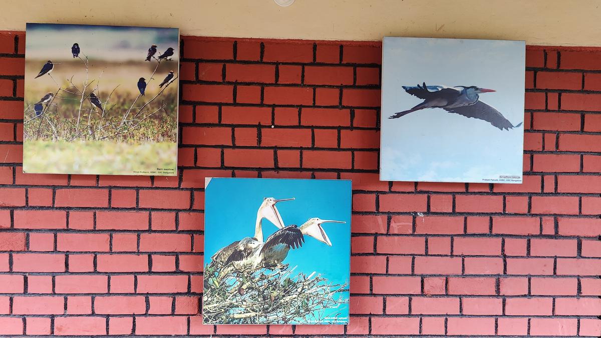 At the Nature Interpretation Centre in Kokkrebellur