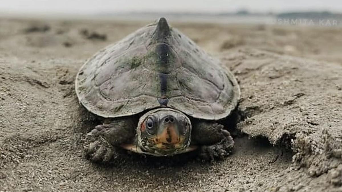 Assam’s Nagshankar becomes model temple for turtle conservation