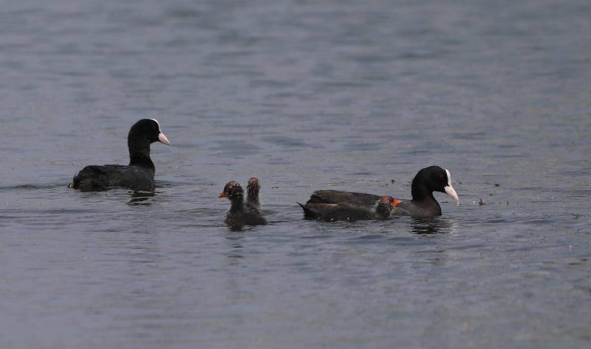 An Eurasian coot family at Thalambur lake on March 4, 2025. 