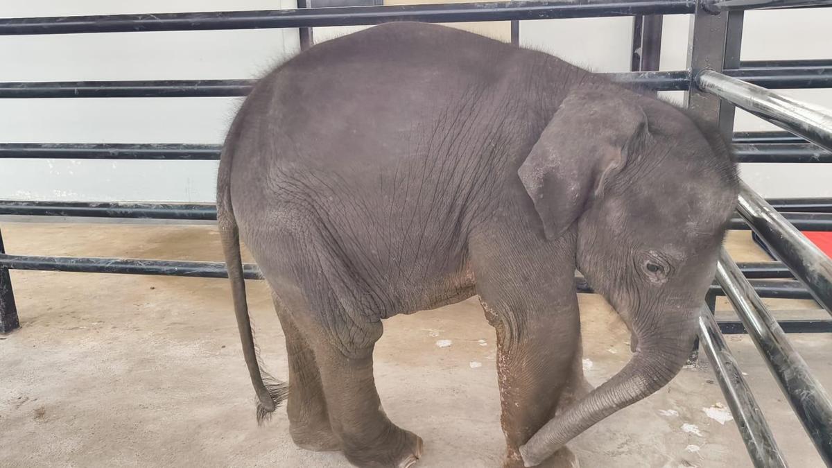 Orphaned baby elephant remains in human care as herds refuse to take it