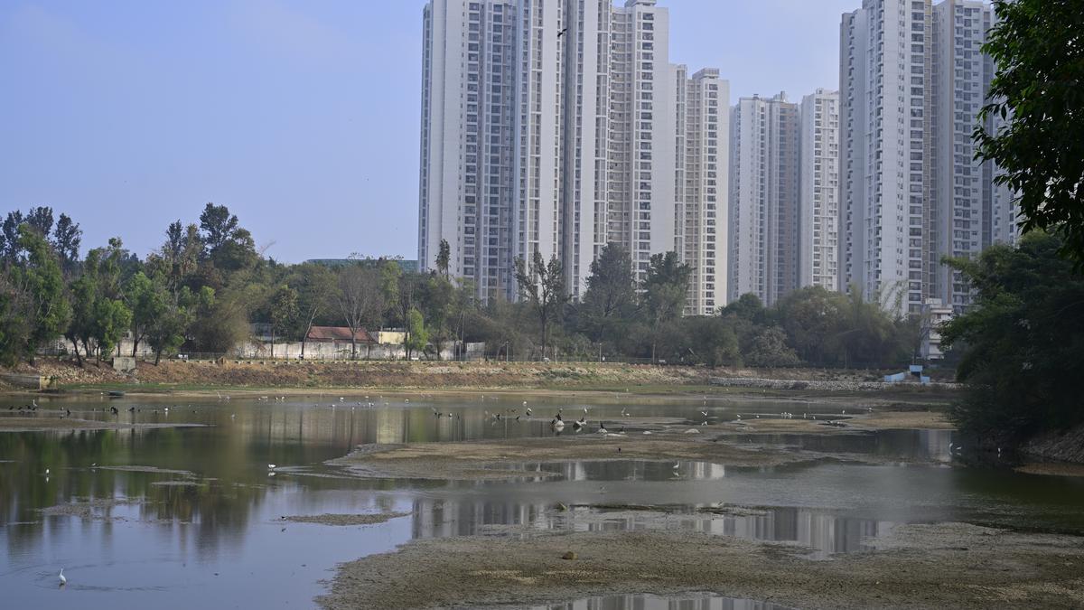 In Frames | A flurry of feathers in a drying lake