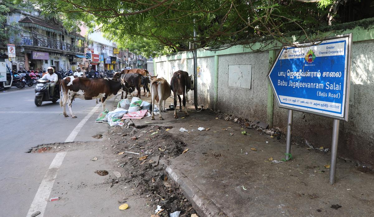 On the section Babu Jagajeevanram Road that is just a sniffing distance away from Bharathi Salai, a herd of stray cattle hold an early evening conference, not the least bit perturbed by the movement of vehicles around them. 