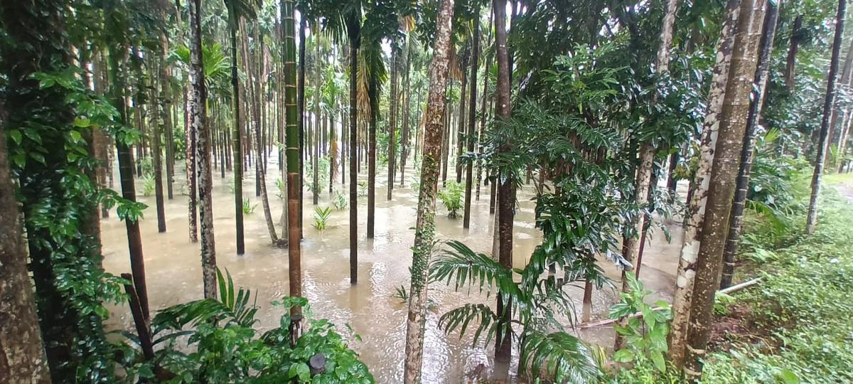 
Rain water accumulated in an arecanut orchard in the temple town of Kukke Subrahmanya in Dakshina Kannada district on July 5, 2022. 