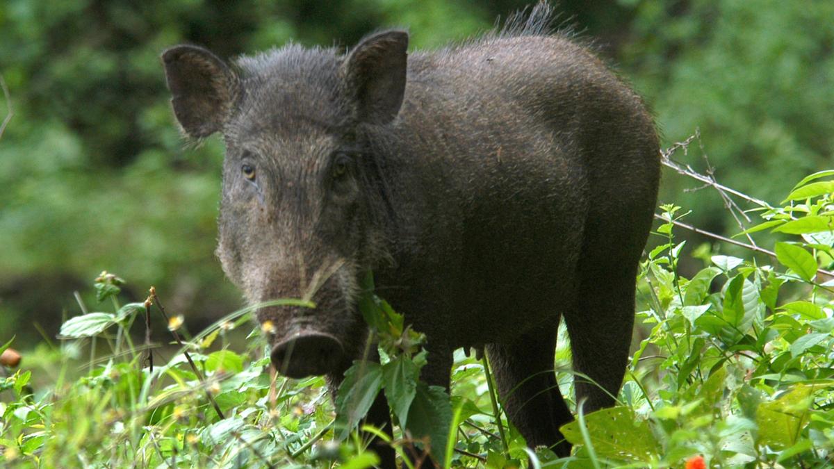 Five nabbed for cooking wild boar that fell into well in Kerala’s Kozhikode