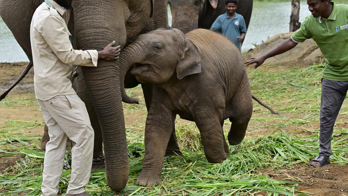 First exports from BBP: Four Asian elephants head to Japan