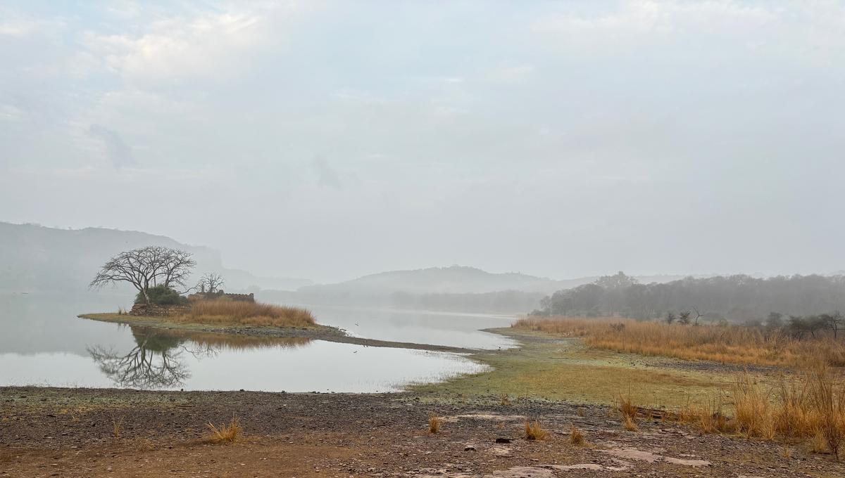 Padam lake, one of the main sources of water for the wildlife at Ranthambhore National Park.