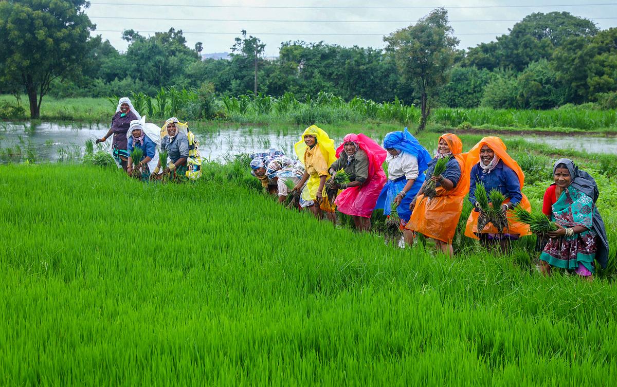 Women farmers work at a field amid monsoon rains, on the outskirts of Hyderabad