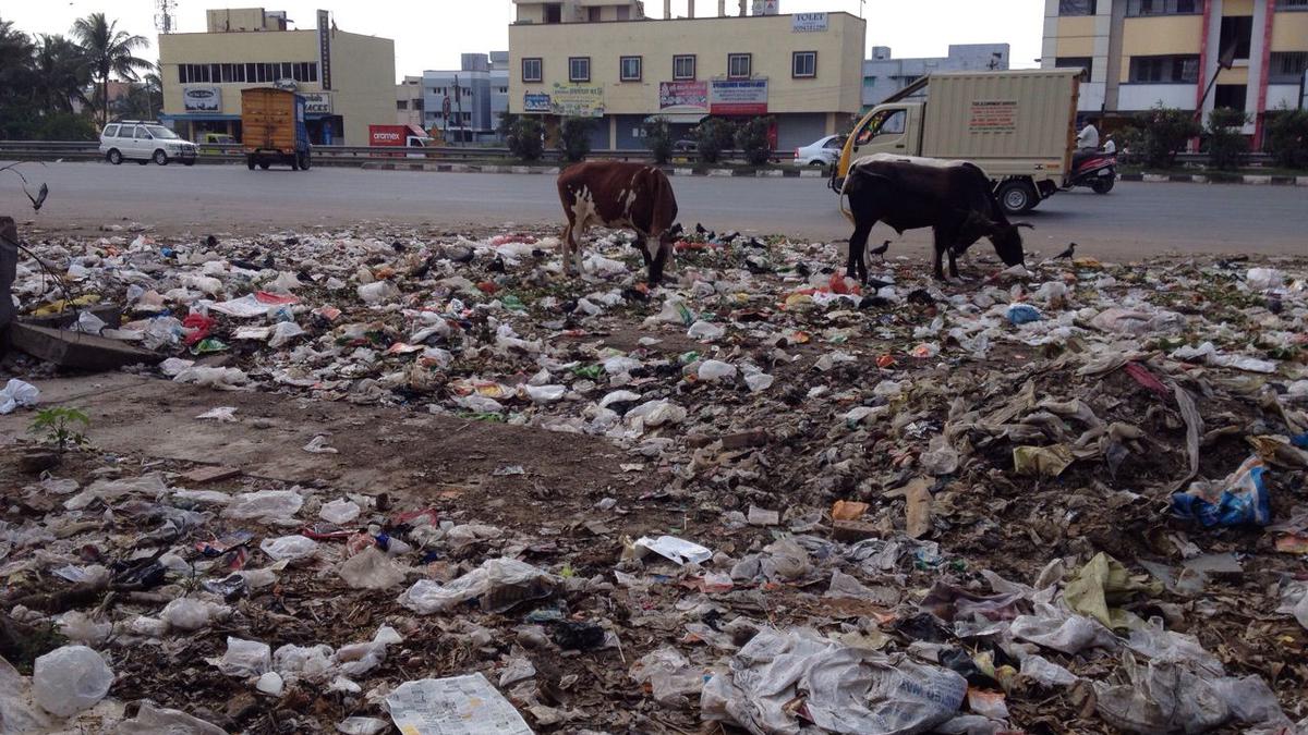 Explained | How are straydog bites related to poor waste management?
Premium