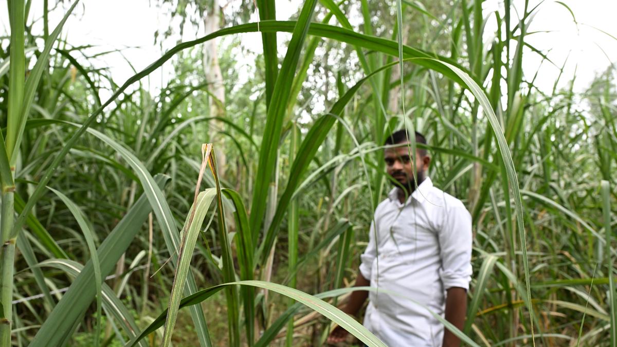 In the sugarcane fields lurks a killer