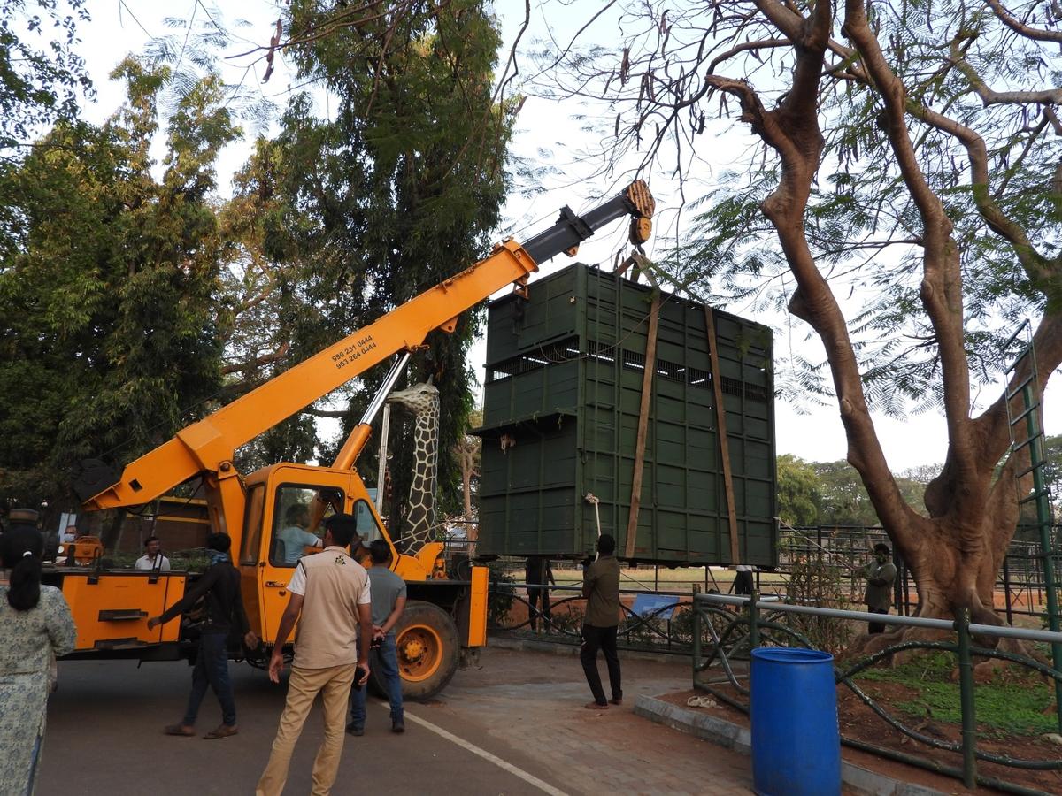 The 13.5-feet-tall giraffe was transported by road from Mysuru zoo to BBP in Bengaluru in a custom-built crate that was mounted on a truck. 
