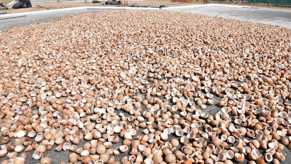 Farmers buoyed as CDB favours replacing palm oil with coconut oil for supply through Public Distribution System