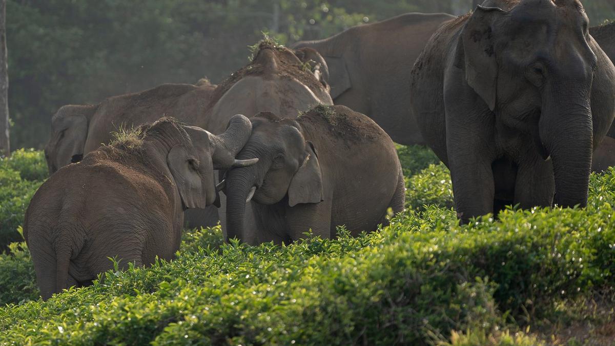 Valparai plateau gives way for elephants as annual migration season is nearing its peak