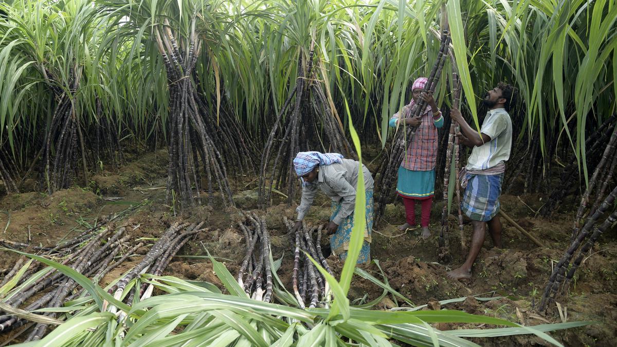 ‘Fair and Remunerative Price’ fixed by Centre for sugarcane is not a fair market price at all, says Madras High Court