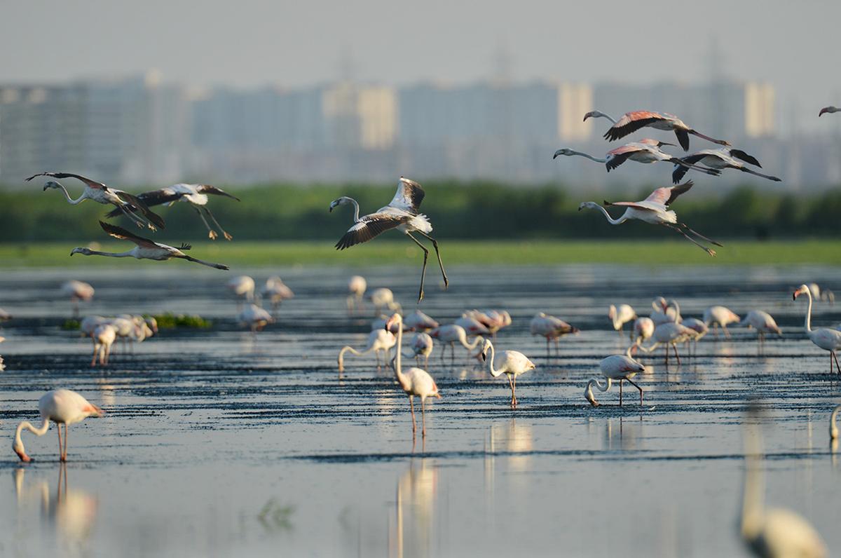 Pallikaranai marsh houses thousands of flamingos. Wetlands are drying up and shrinking all over the country, including the Pallikarani Marsh, one of the largest wetlands in India at the time, and many species of migratory birds are in the extinction stage due to droughts and climate change.