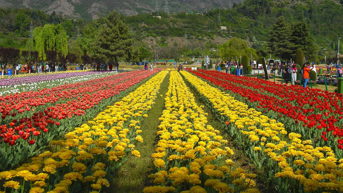 Srinagar tulip garden shut after welcoming 3.60 lakh visitors this season