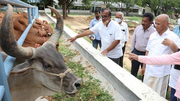 TTD procures 100 native breed cattle