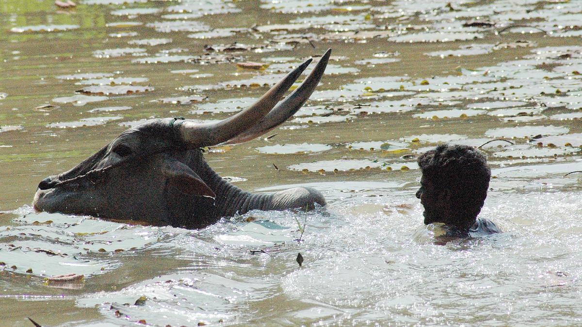 Man, nephew drown in tank near Gandasi in Hassan