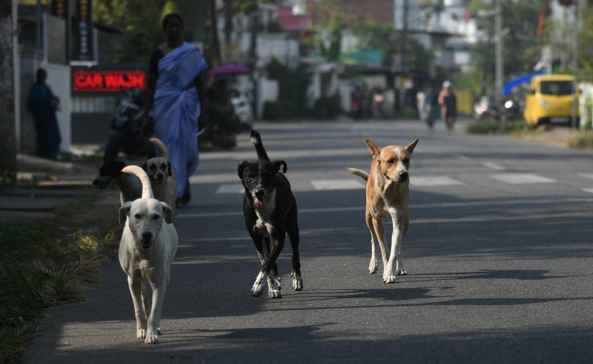 can stray dogs be trained