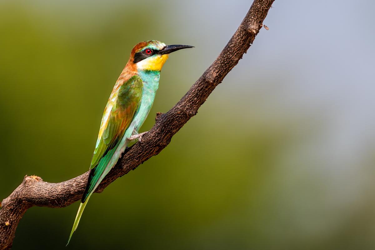 European Bee-eater