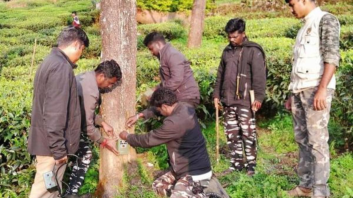 Committee tasked to recommend measures to prevent human-animal conflict in Valparai