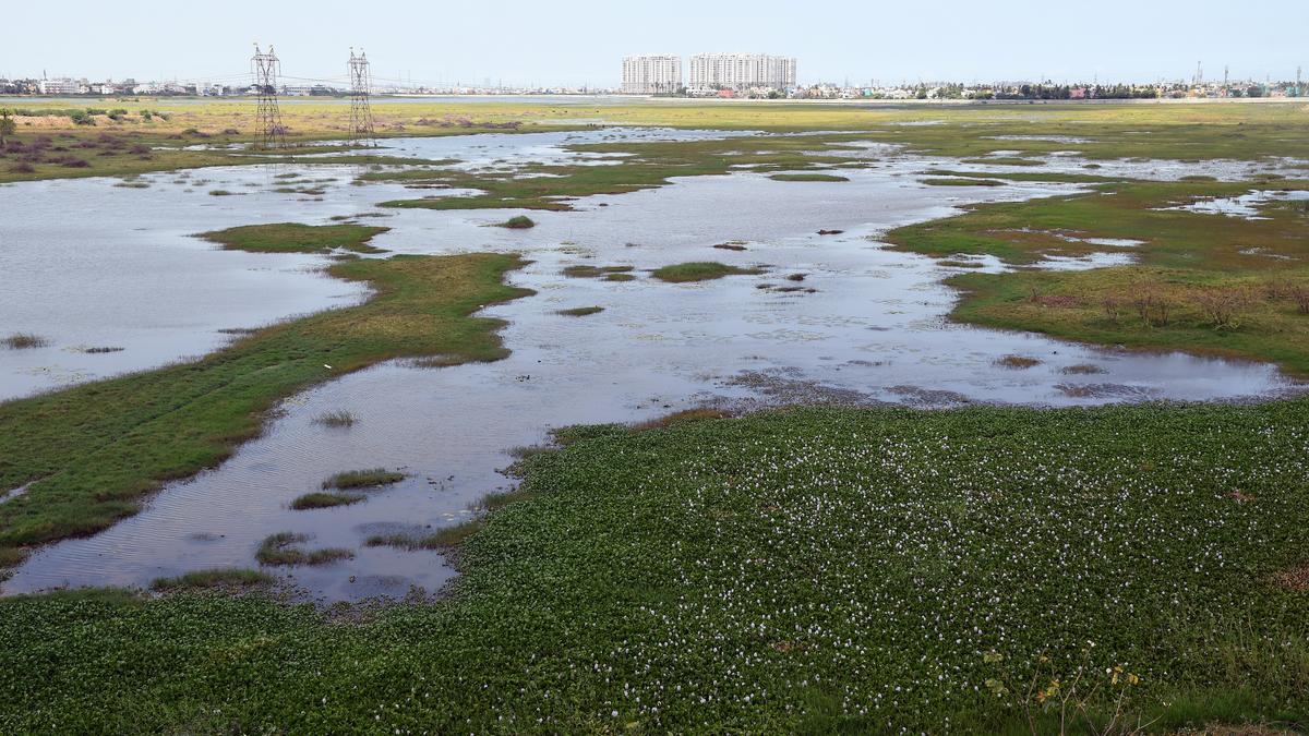 Civic officials to launch drive to resolve civic issues pertaining to neighbourhood of Korattur Lake