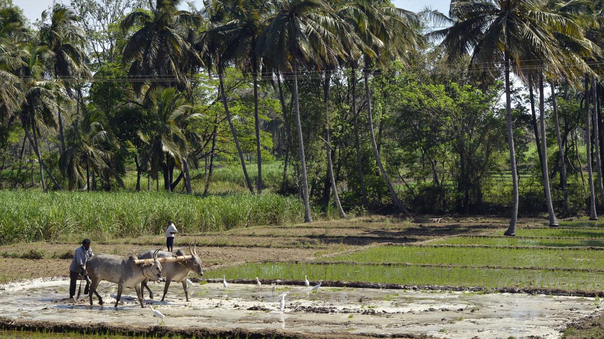 Amidst gloomy scenario, agriculture gets a slew of innovative schemes for sustainability and drought mitigation