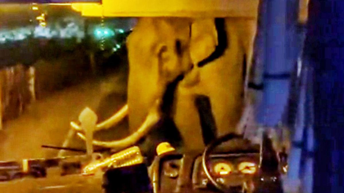 Tusker Padayappa blocks KSRTC bus in Munnar