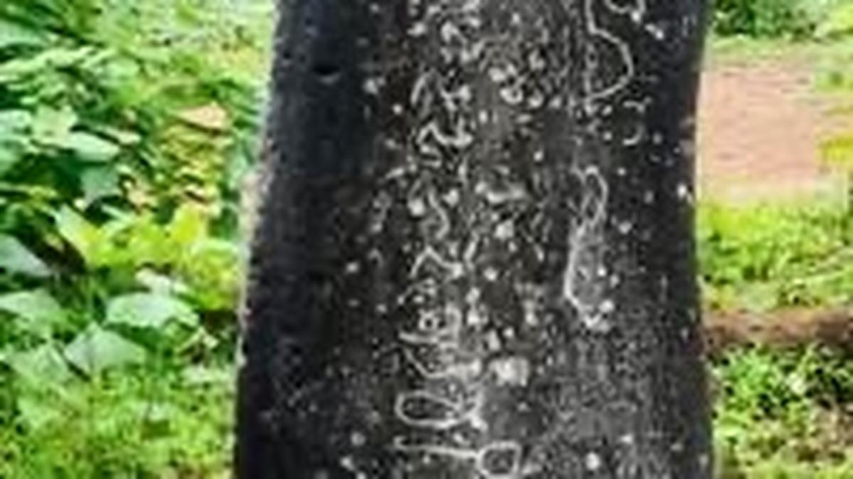 Recent reading of inscription found in 1993 reveals that a Haihaya king ruled over Goa