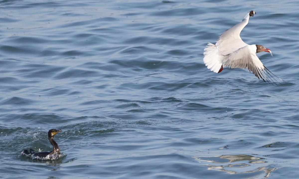 The brown-headed gull flees the scene with the stolen fish as a hapless, robbed cormorant looks on, at the Muttukadu-Covelong backwaters on May 1, 2024. Photo: Prince Frederick 