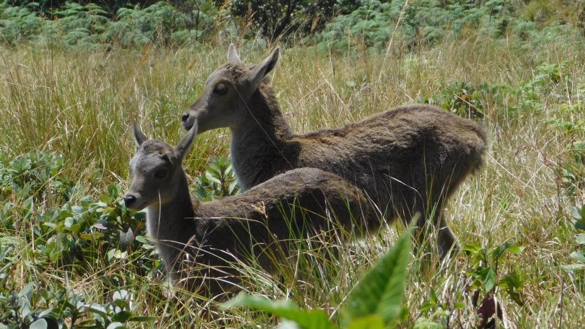 Eravikulam National Park to be shut from February 1 for calving season of Nilgiri tahr