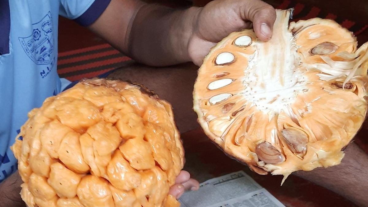 Four jackfruit varieties of Shivamogga get registered under PPFRA