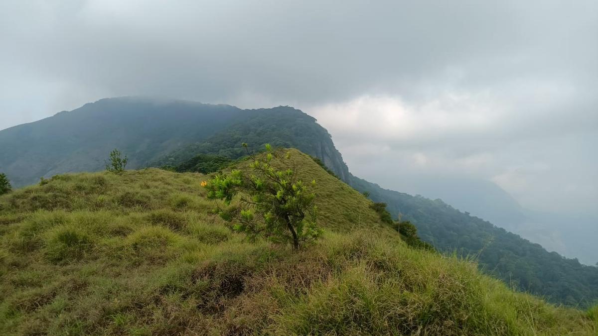 पश्चिमी घाट में चिन्नामलाई