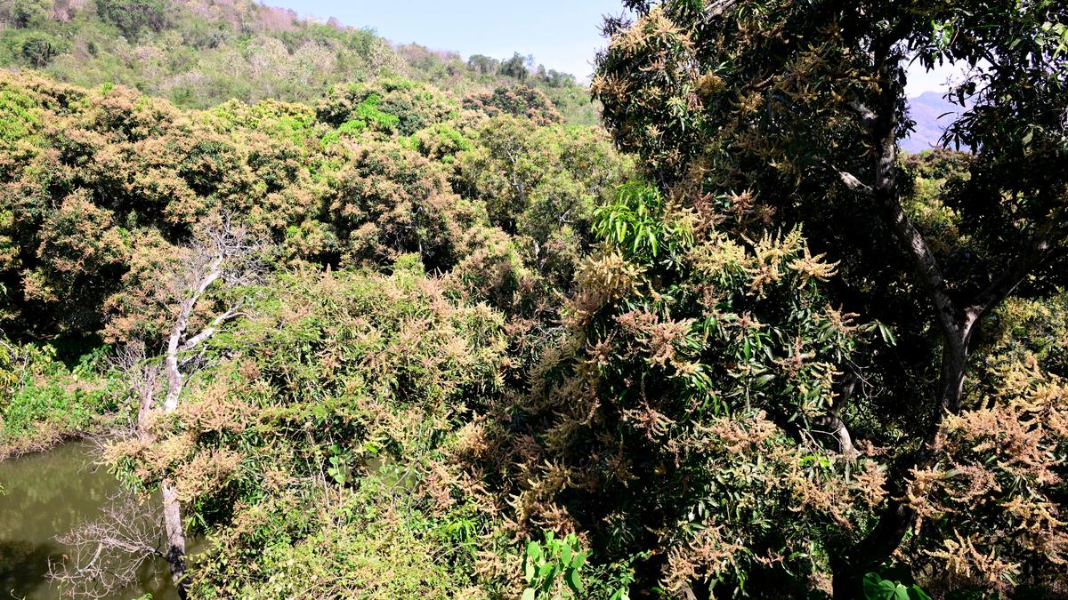 Mango farmers fear pest attack may diminish produce