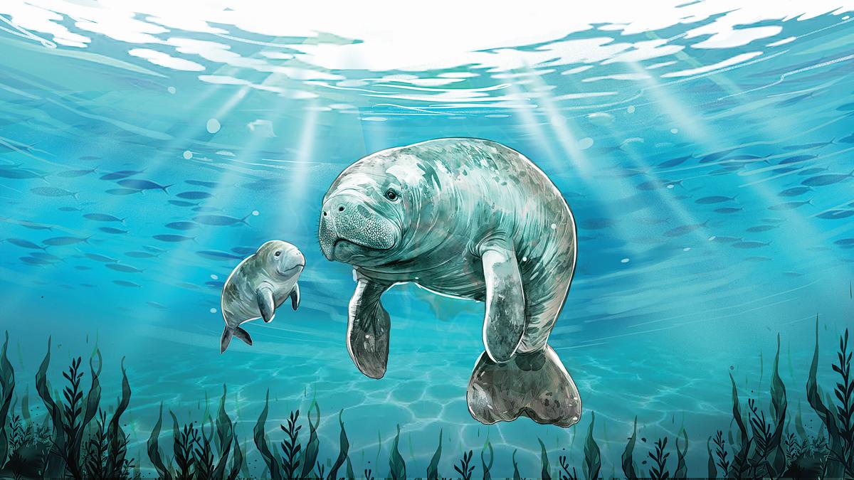 Dugong redux
Premium