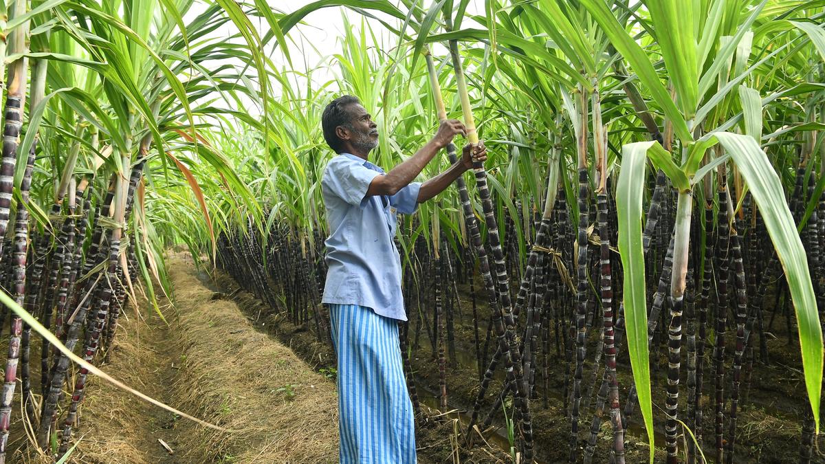 As Pongal nears, farmers in Salem urge State government to procure sugarcane directly