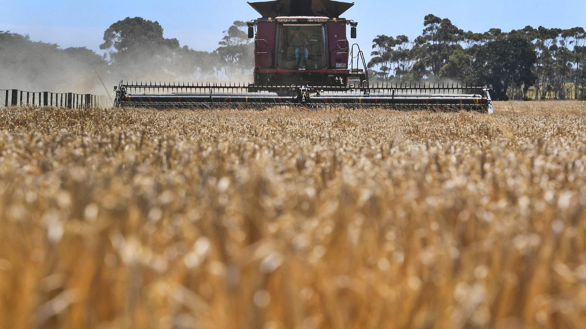 China to remove tariffs on Australian barley as ties improve