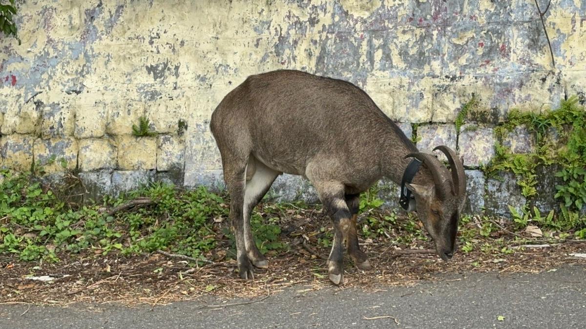 Nilgiri tahr radio-collared in Anamalai Tiger Reserve for study purpose