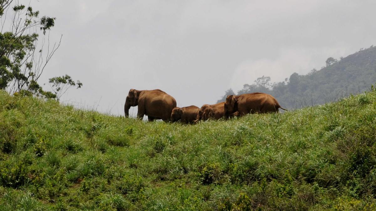 Endangered Asian elephant has lost most of its optimal habitat in Nilgiri Reserve: Study