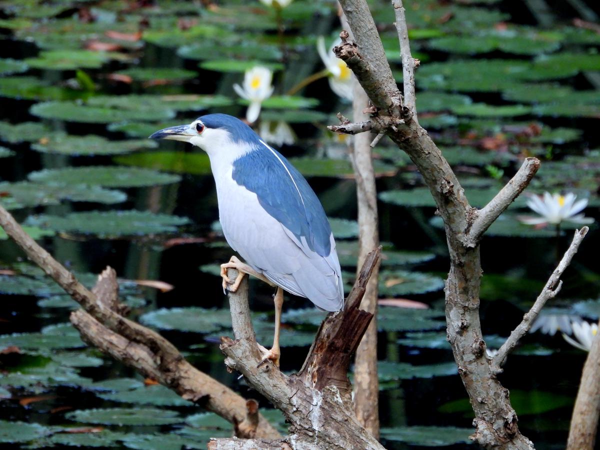Black-crowned night heron spotted during the Great Backyard Bird Count in Visakhapatnam.