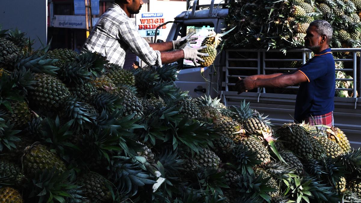 Pineapple farmers in Kerala feel the heat as prices plummet